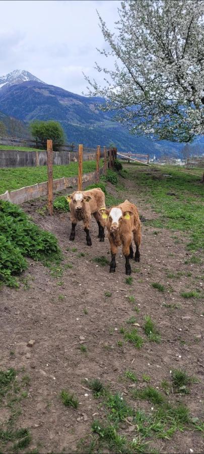 Ferienwohnung Biohof Untermar Obervellach Dış mekan fotoğraf